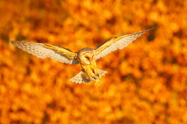 Podzimní les s krásný pták — Stock fotografie