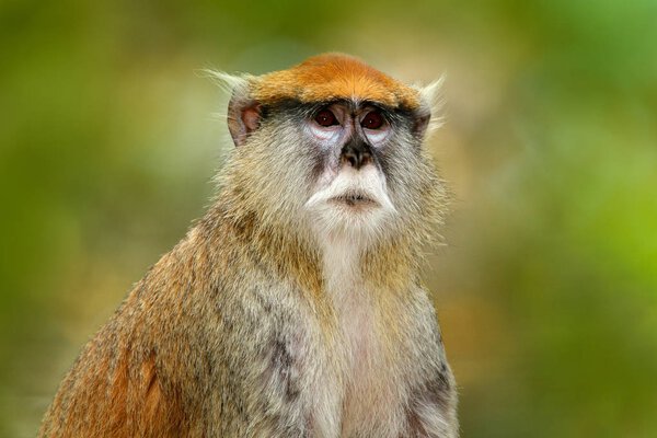 Green wildlife of Senegal. Patas Hussar monkey, Erythrocebus patas, sitting on tree branch in dark tropic forest. Animal in nature habitat, in forest. Detail portrait of monkey from central Africa.