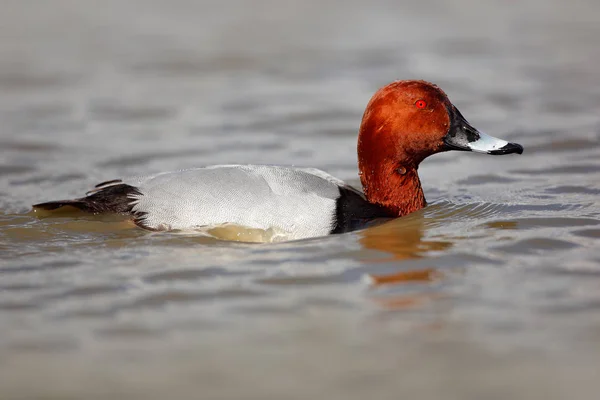 Pochard comum na água — Fotografia de Stock