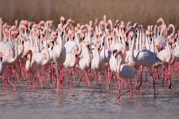 Greater Flamingos flock