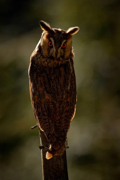 Dal üzerinde oturan uzun kulaklı baykuş — Stok fotoğraf