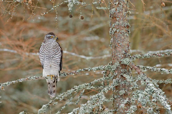 Vogel im Herbstwald. Habicht — Stockfoto