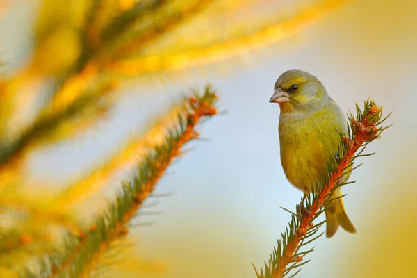 Singvogel sitzt auf Ast, — Stockfoto