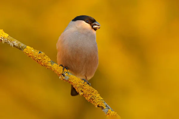 Bullfinch seduto su ramo — Foto Stock