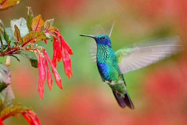 Zielony i niebieski koliber — Zdjęcie stockowe