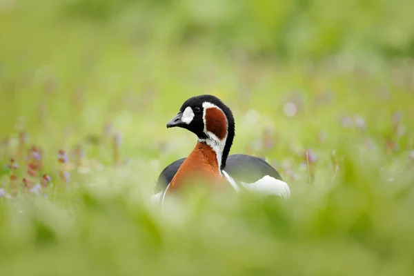 Rotbrustgans in Blüten — Stockfoto