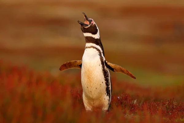 Pinguim na grama vermelha da noite — Fotografia de Stock