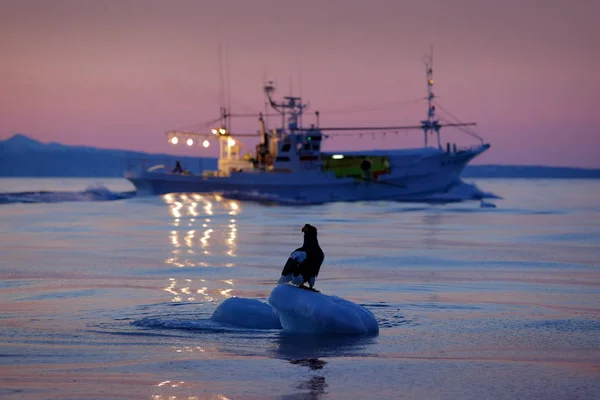 Zeearenden met vis boot — Stockfoto