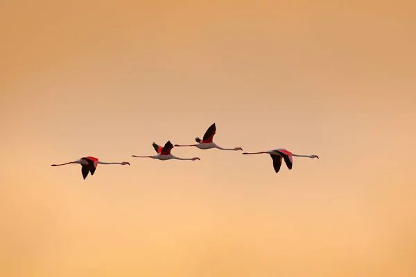 Latającego stada flamingów — Zdjęcie stockowe
