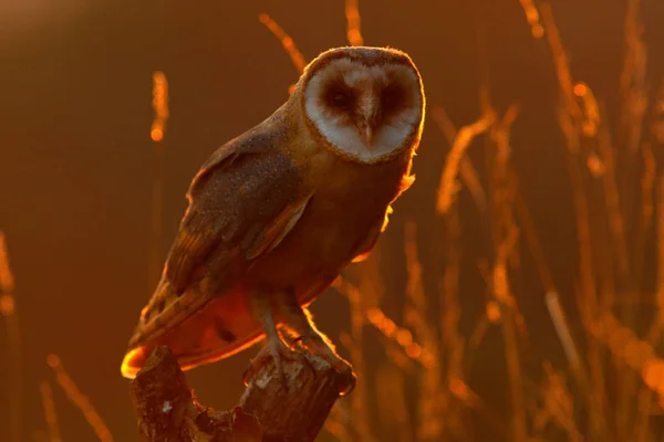 Güzel kuş ile sonbahar orman — Stok fotoğraf