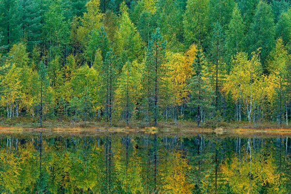 Holz mit farbigen Bäumen. — Stockfoto
