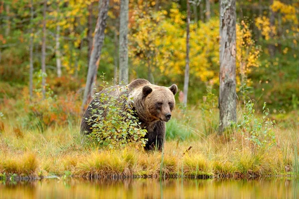 Orso nascosto nella foresta gialla — Foto Stock