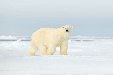 Buz üstünde kutup ayısı 
