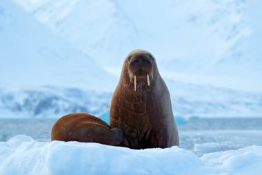 Young walrus family clipart