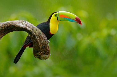 Toucan sitting on branch clipart