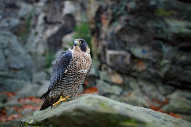 Peregrine Falcon rock oturan