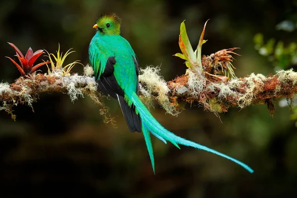 Prächtiger grüner und roter Vogel — Stockfoto