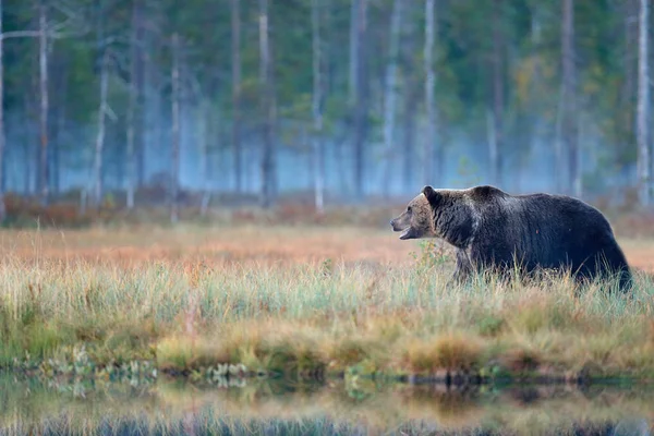 黄色の森に隠されたクマします。 — ストック写真