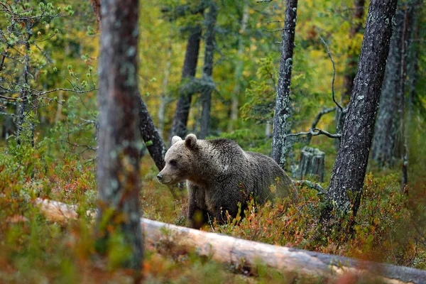 Sarı ormanda gizli ayı — Stok fotoğraf