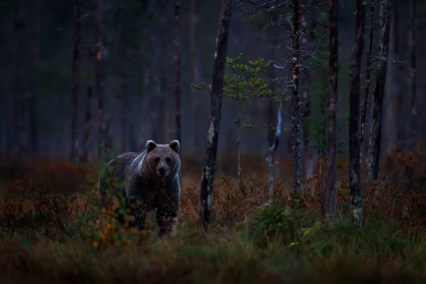 熊隐藏在黄色的森林 — 图库照片