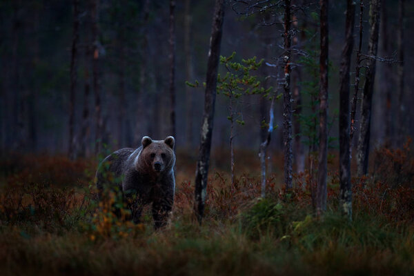 Bear hidden in yellow forest