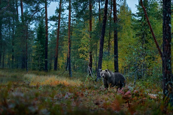 Медведь спрятан в желтом лесу — стоковое фото