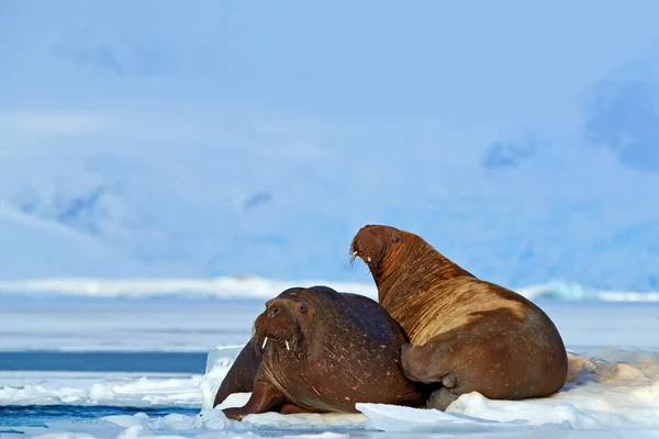 Young walrus family