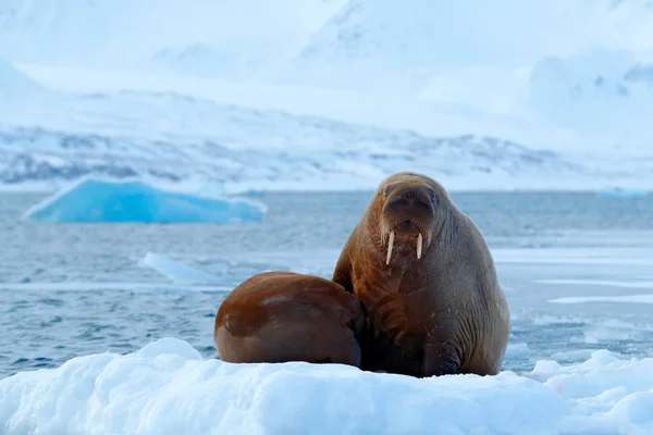 Young walrus family