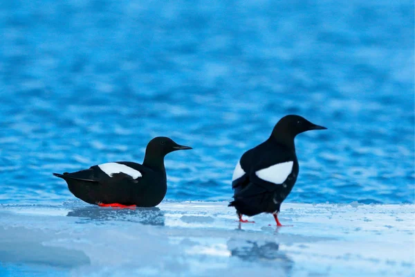 Svarta fåglar sitter på is — Stockfoto