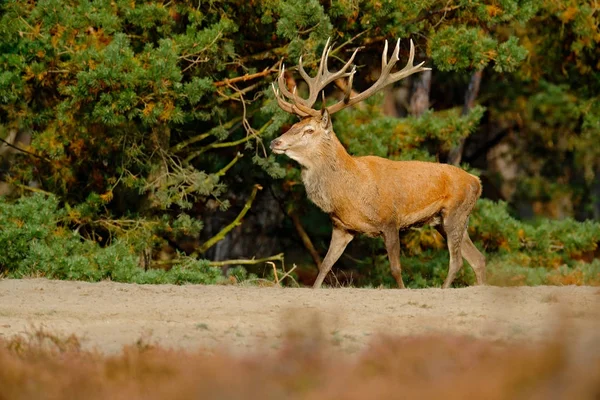 Grande animale nell'habitat forestale — Foto Stock