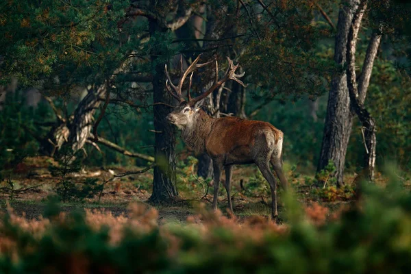 Grand animal dans l'habitat forestier — Photo