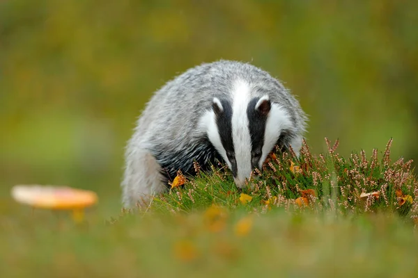 Badger in bos, dierlijke natuur habitat — Stockfoto