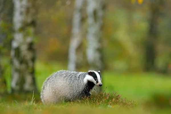 Badger in bos, dierlijke natuur habitat — Stockfoto