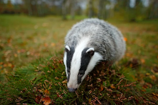 Badger in forest, animal nature habitat