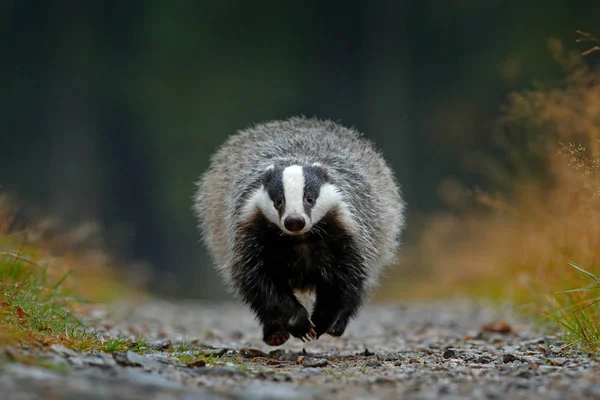 Badger in bos, dierlijke natuur habitat — Stockfoto