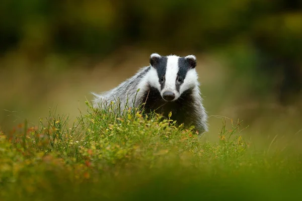 Badger in bos, dierlijke natuur habitat — Stockfoto
