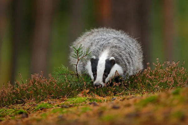 Tejón en el bosque, hábitat de la naturaleza animal — Foto de Stock