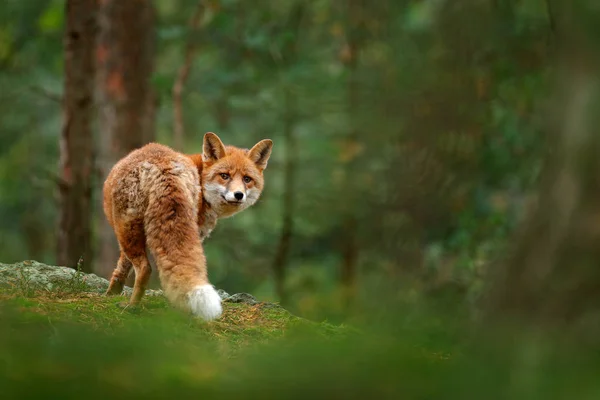 Roztomilý red fox v lese — Stock fotografie