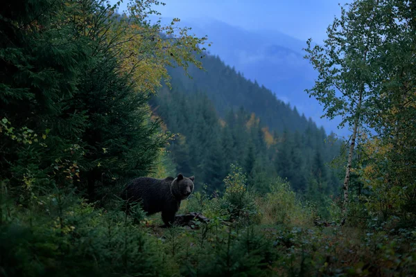 Bear hidden in forest — Stock Photo, Image