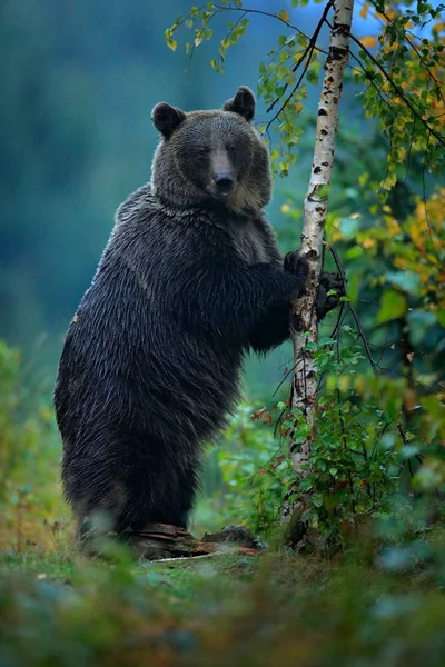 Urso escondido na floresta — Fotografia de Stock
