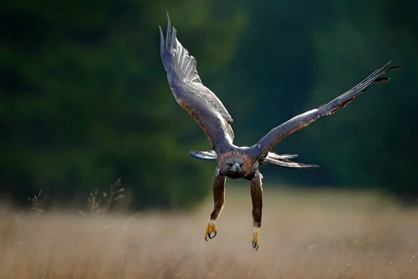 Летающий золотой орел — стоковое фото