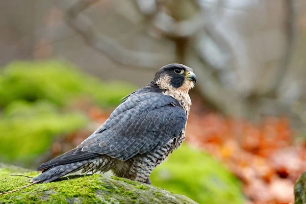 Peregrine Falcon sentado na rocha — Fotografia de Stock