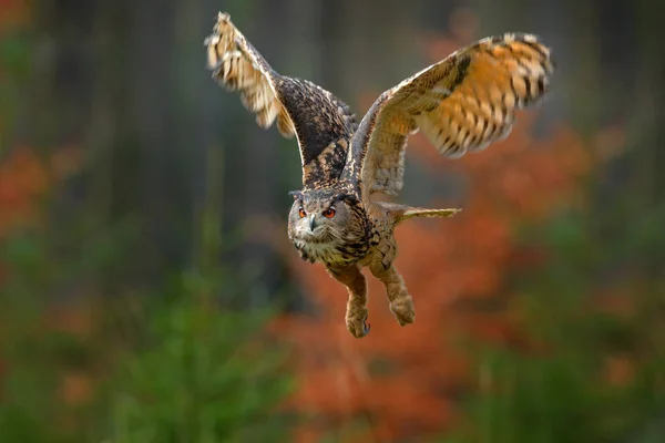 Flying Eurasian Eagle owl — Stock Photo, Image