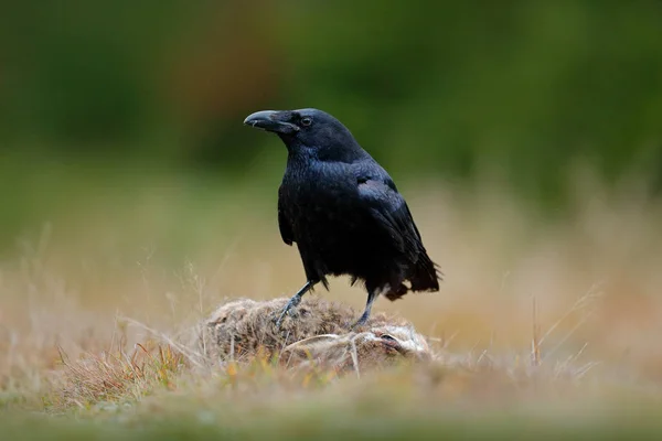 Corbeau noir dans l'herbe — Photo