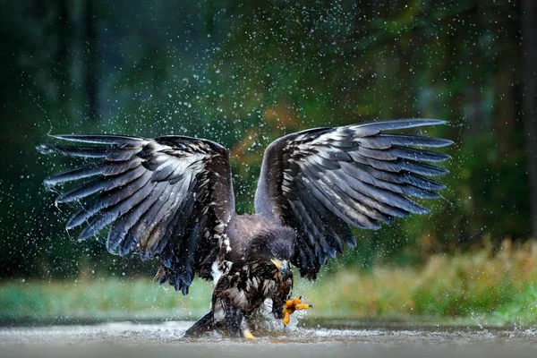 Águia na mosca acima do lago — Fotografia de Stock