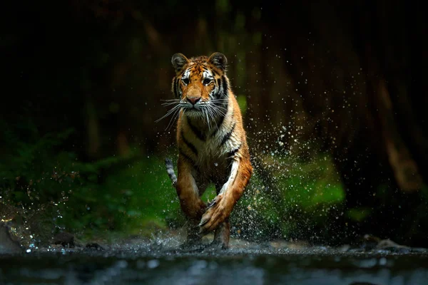 Amur tigre en el agua del lago — Foto de Stock