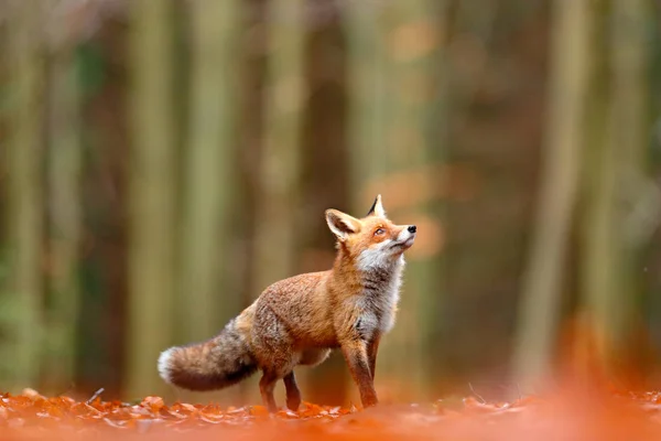 Raposa vermelha bonito na floresta — Fotografia de Stock