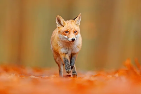 Симпатичная рыжая лиса в лесу — стоковое фото