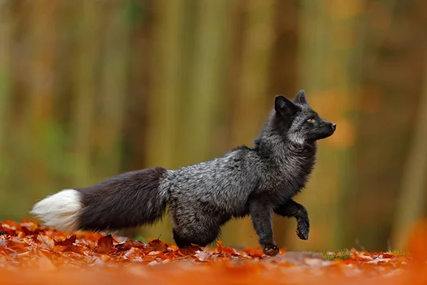 Black silver fox — Stock Photo, Image