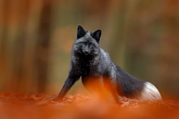 Black silver fox — Stock Photo, Image